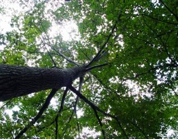 東京都☆タカラモノの時間・高尾山ハイキング☆